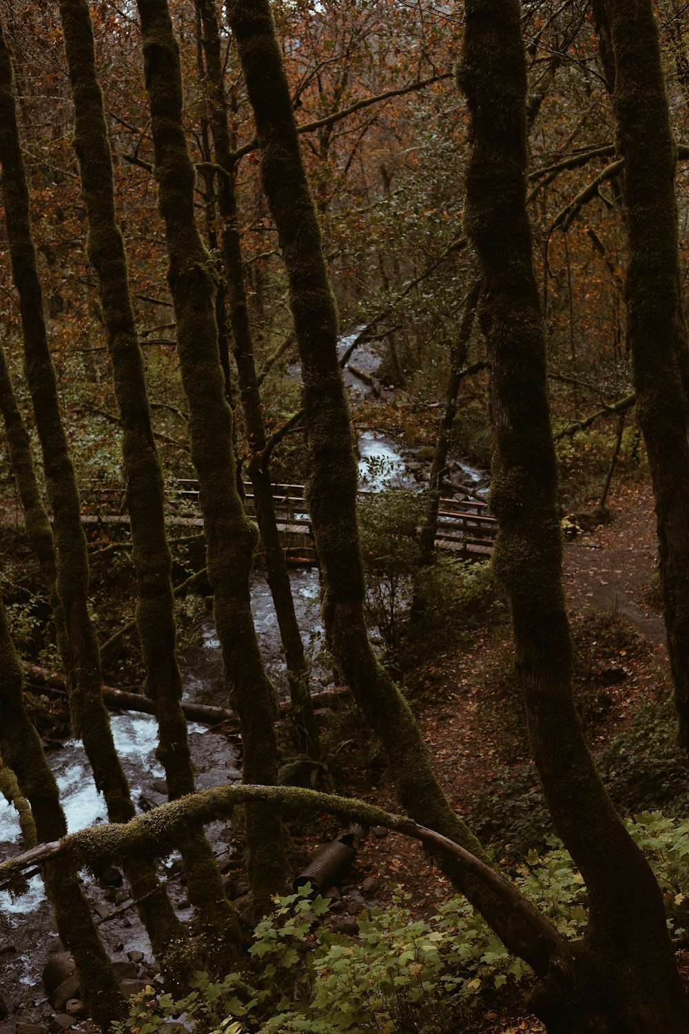 a river in a forest