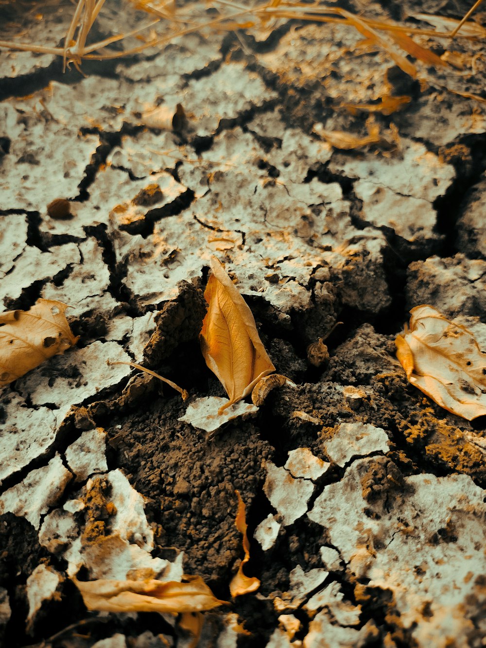 a leaf on the ground