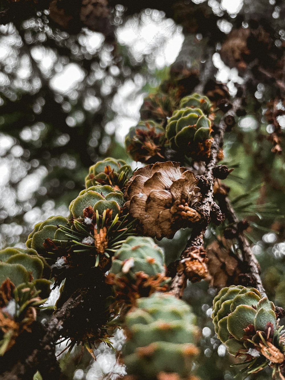 a close up of a pine cone