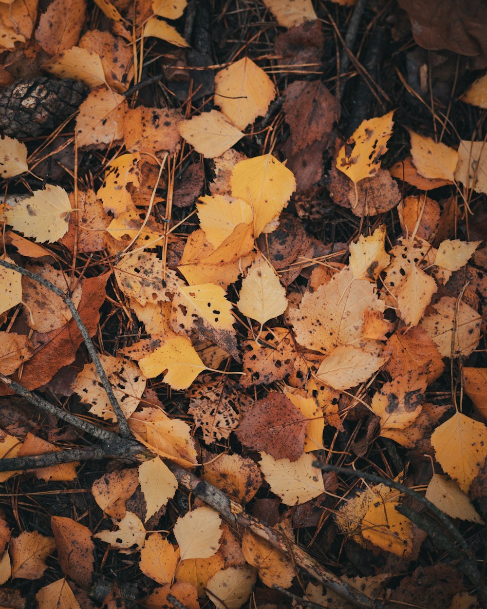 a pile of leaves