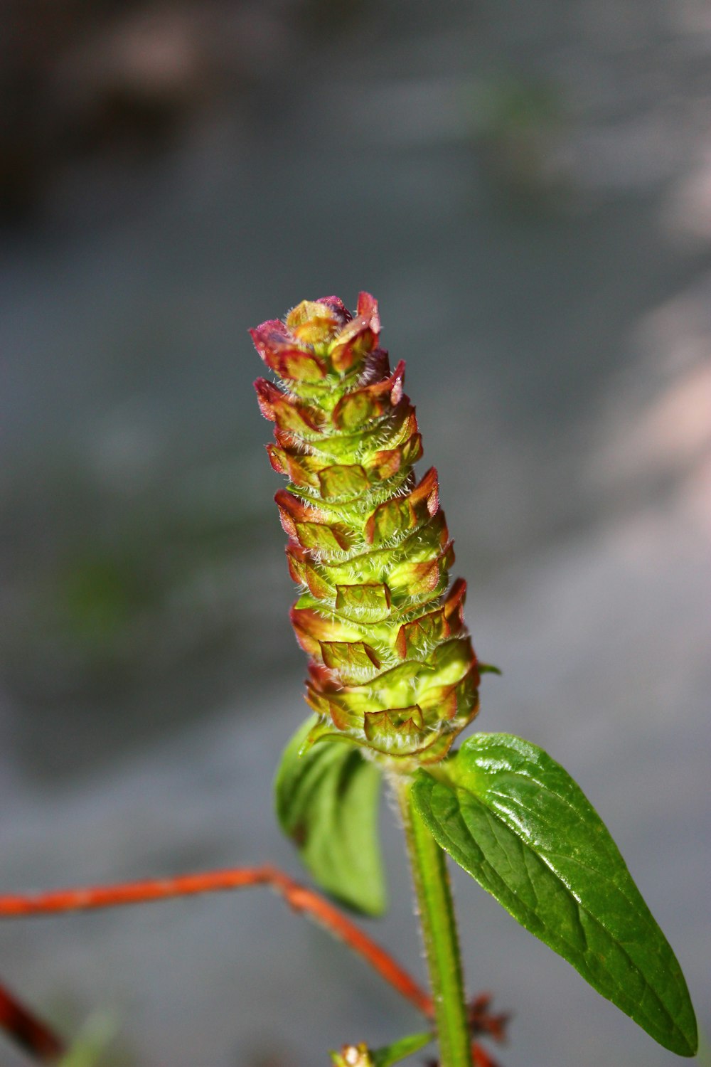 a close up of a flower