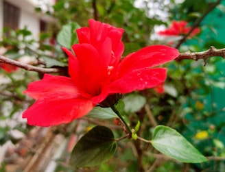 A vibrant close-up of a blooming red hibiscus flower, symbolizing the spirit of Fiji.