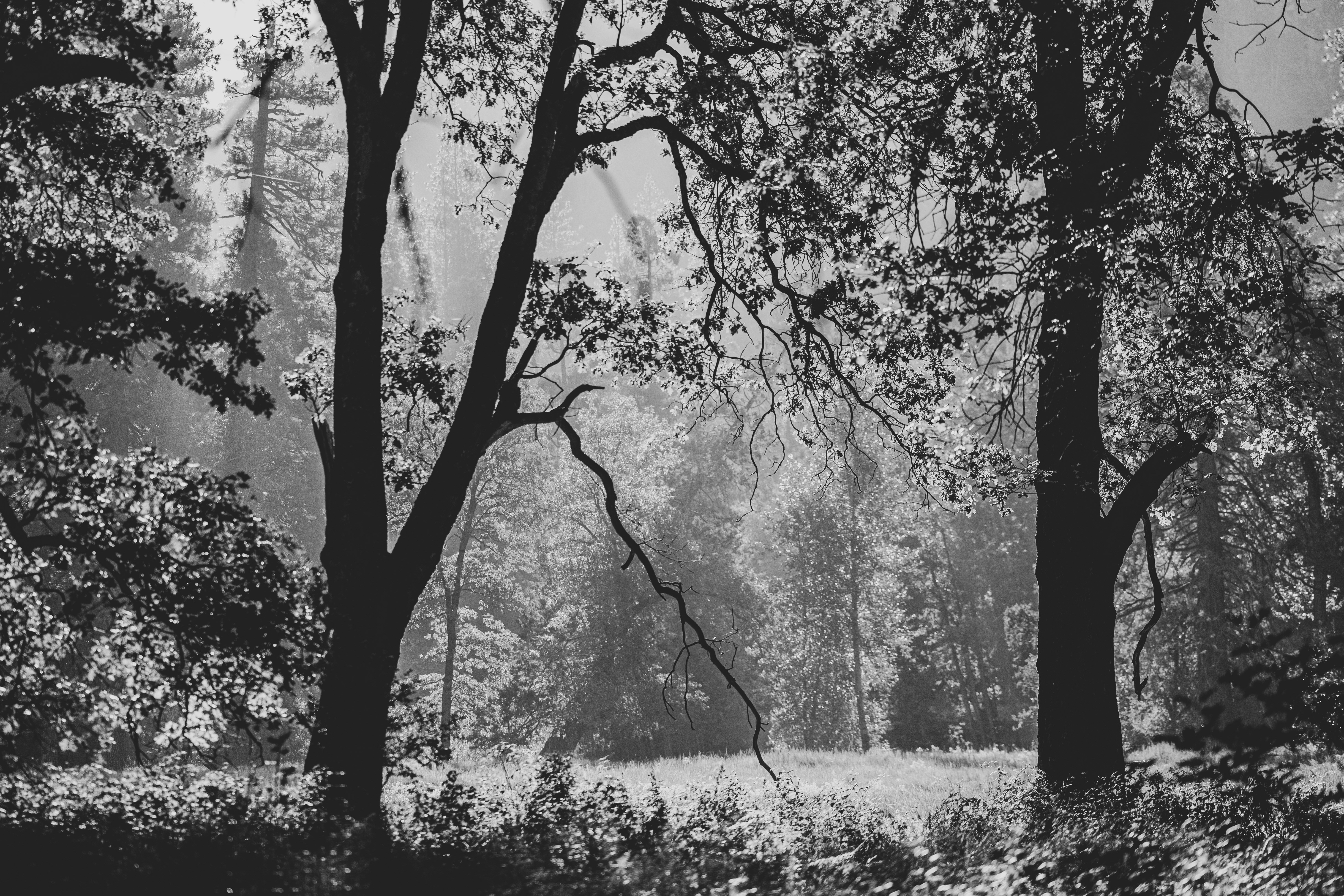 Photo by leo_visions_