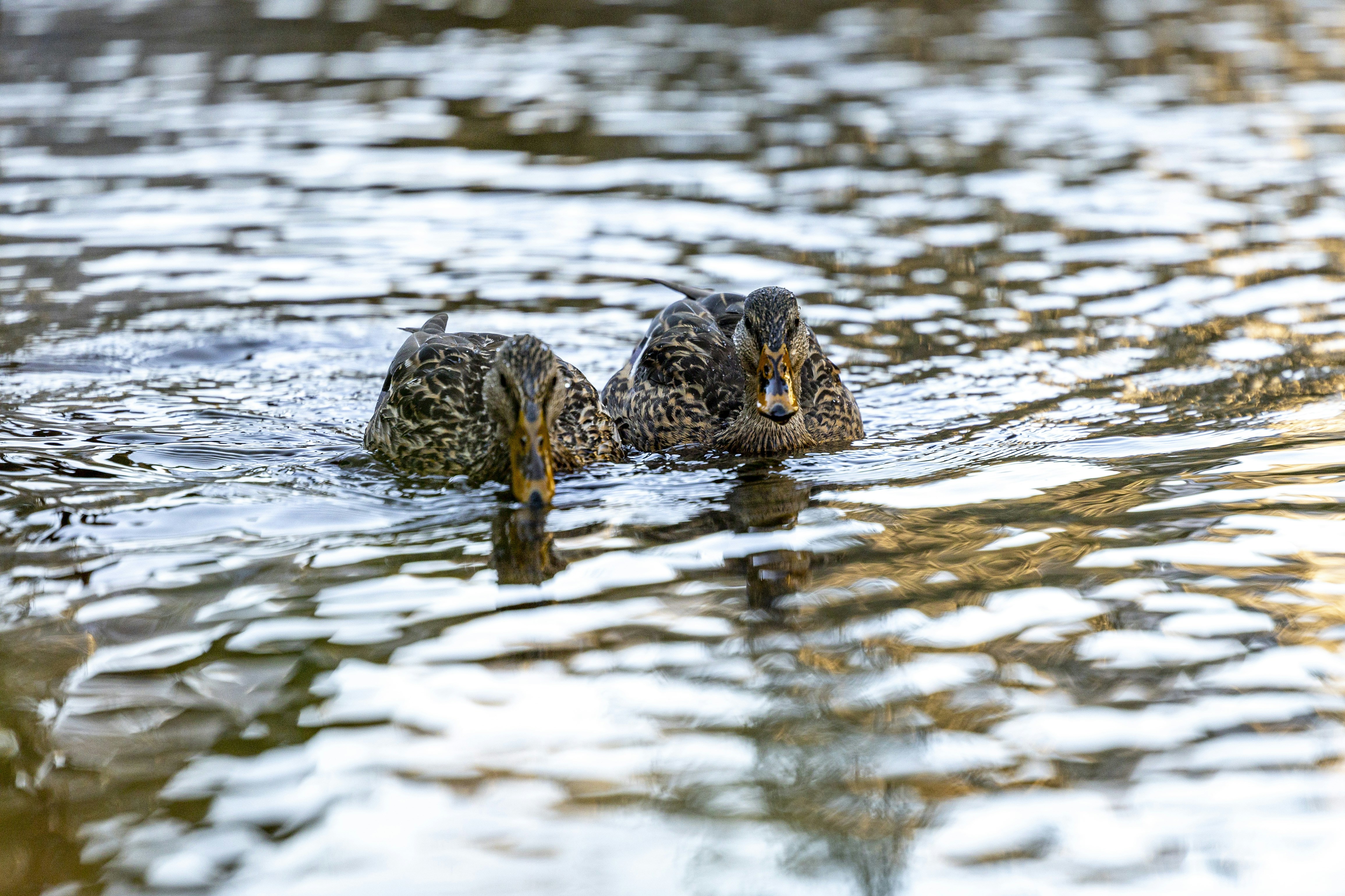 Photo by leo_visions_