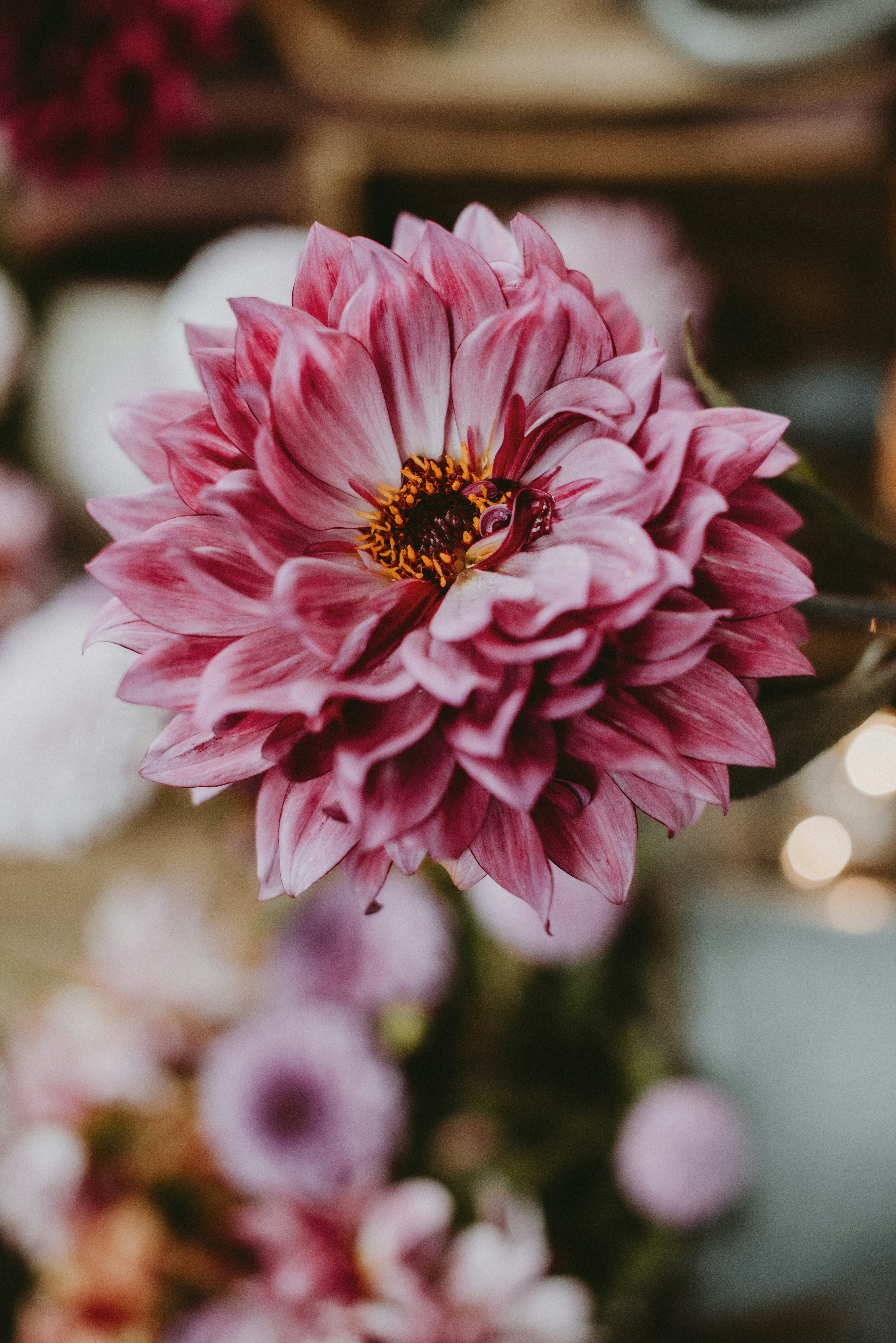 Photo by anitaaustvika