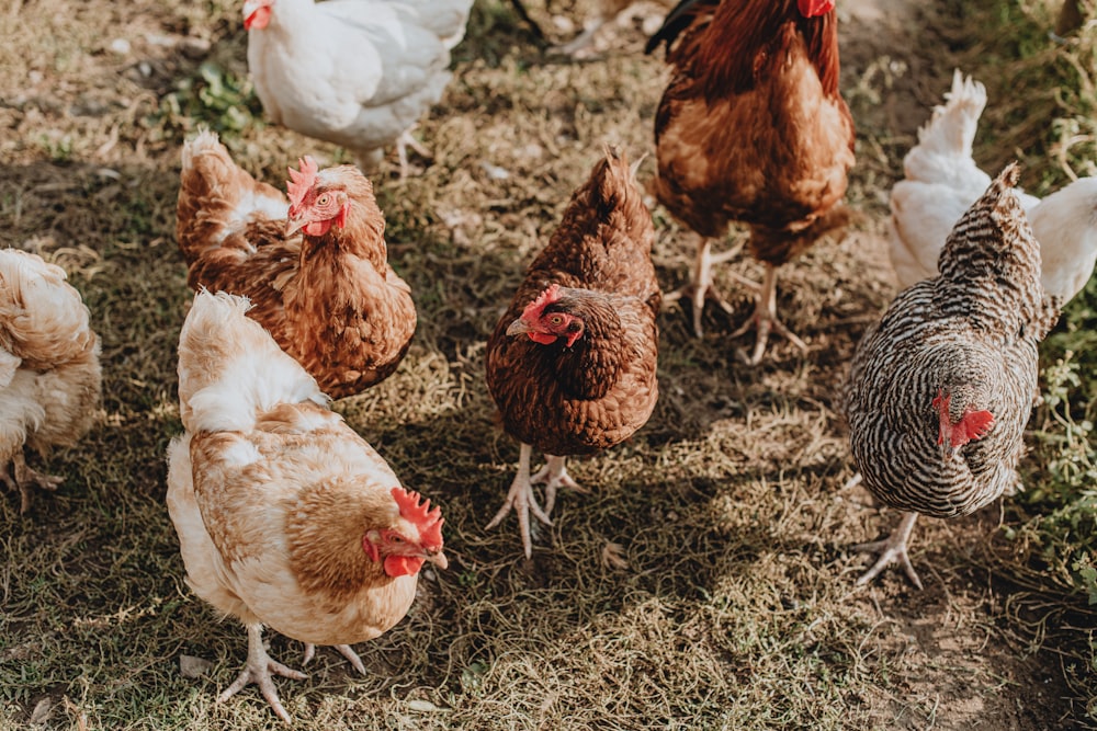 a group of chickens in a field