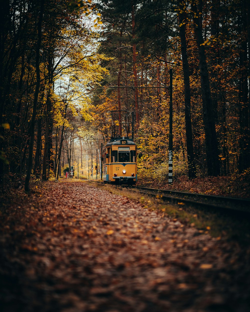 a train on the tracks in the woods
