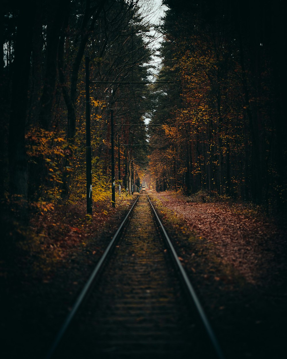 train tracks in the woods