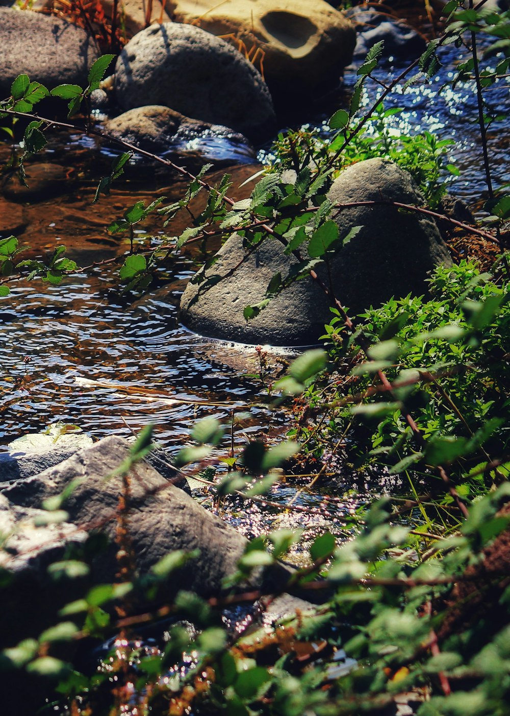 a stream with rocks and plants