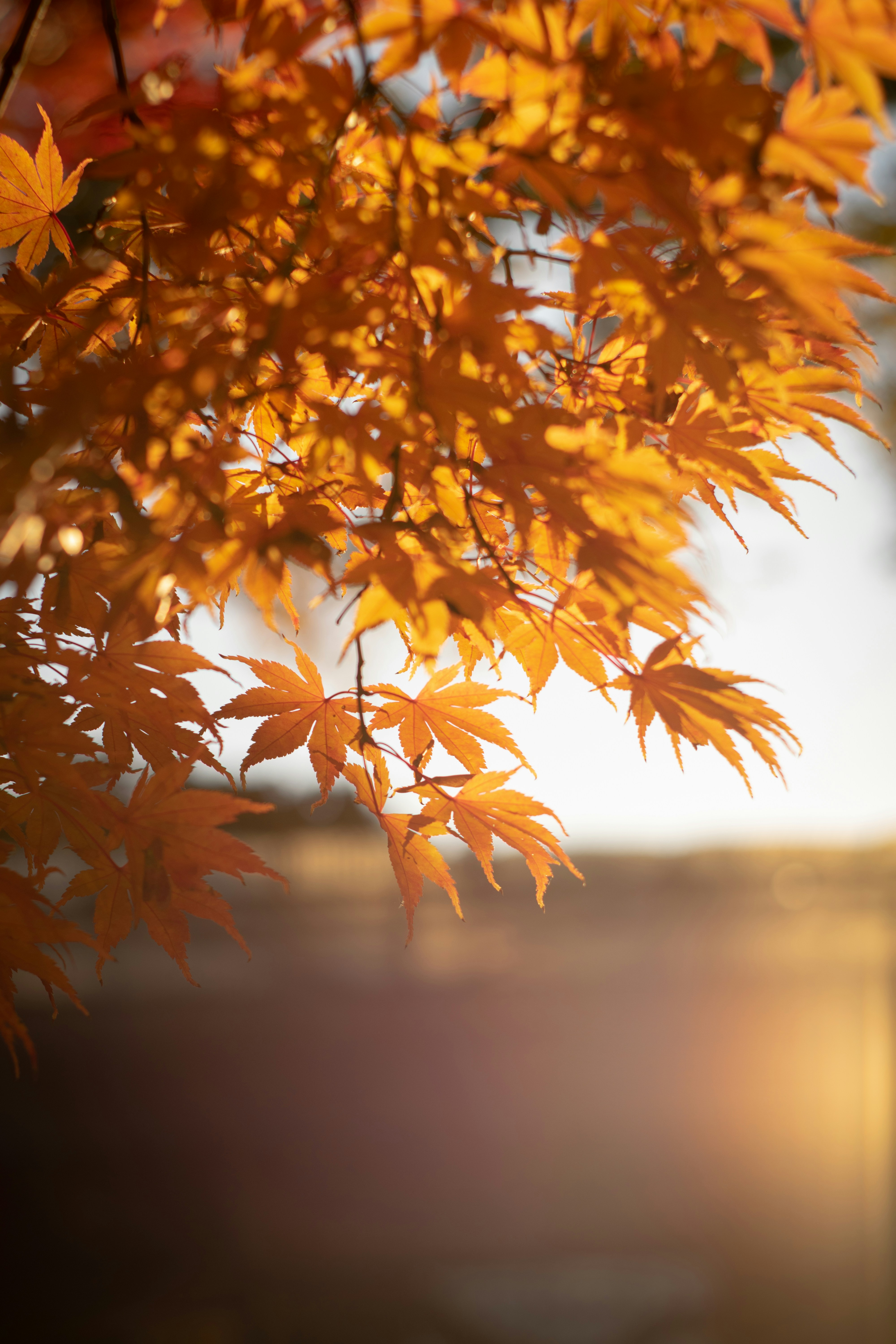 Photo by chaipeansjp