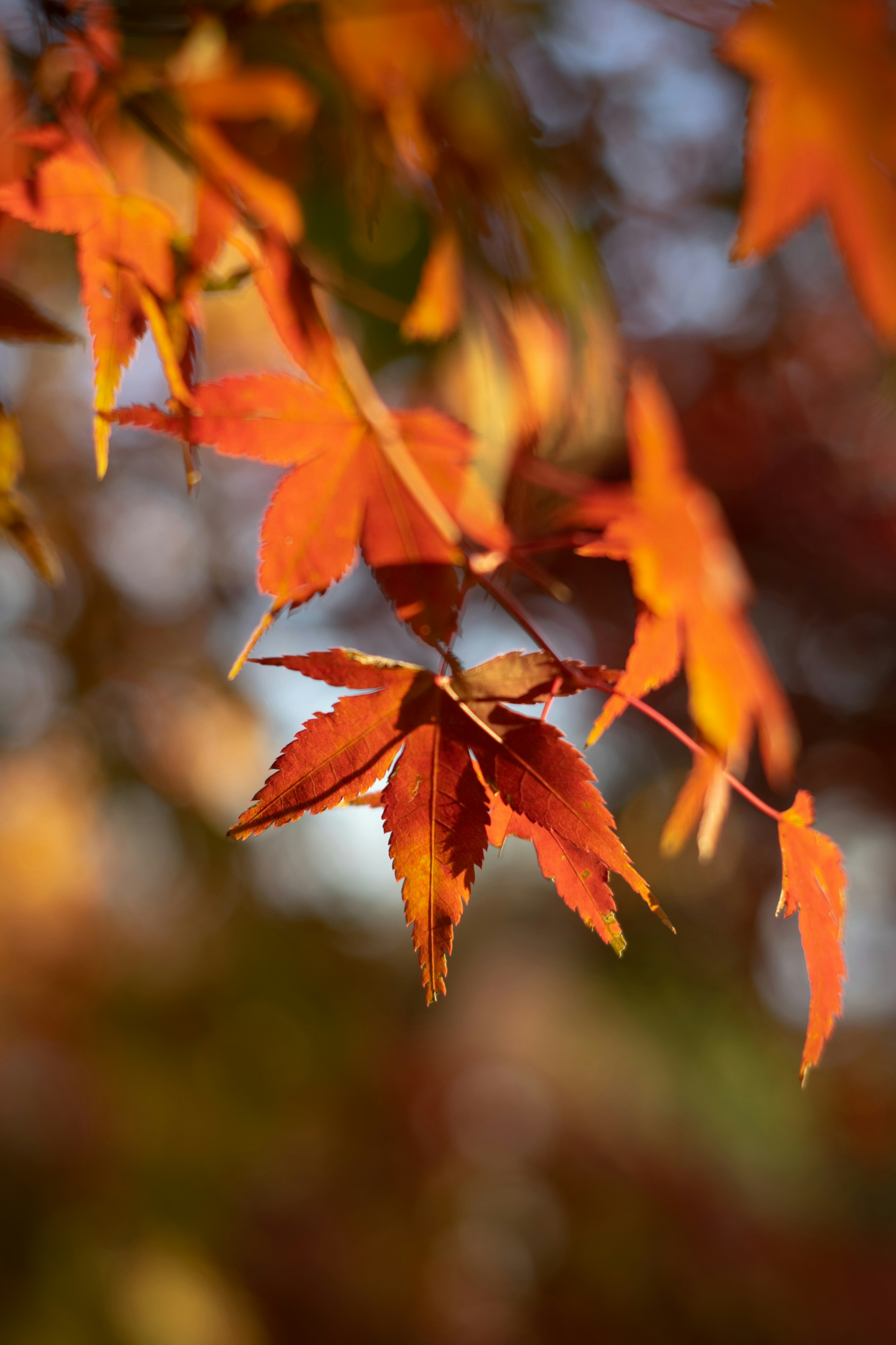 Photo by chaipeansjp