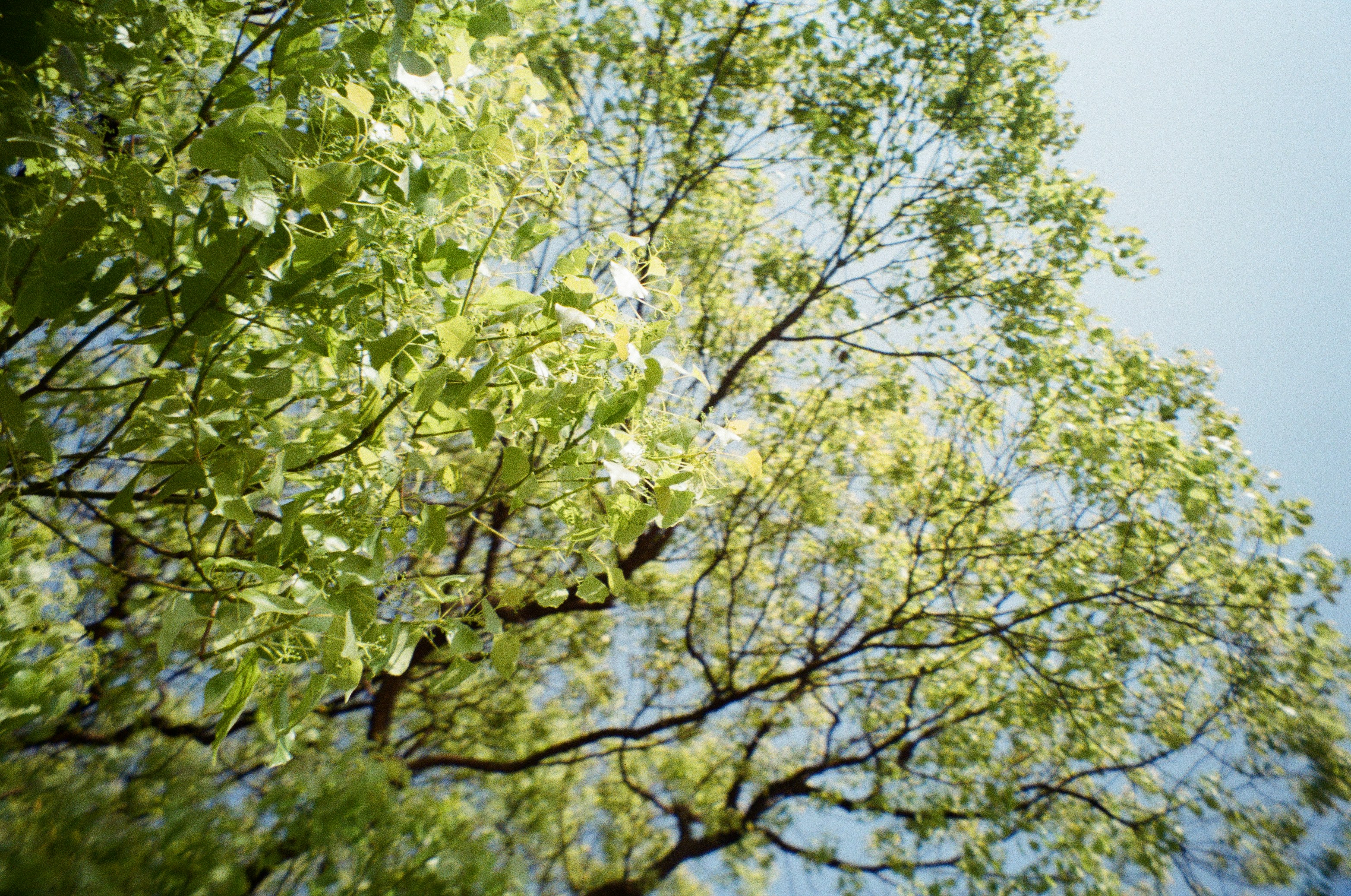 Photo by moononmoons