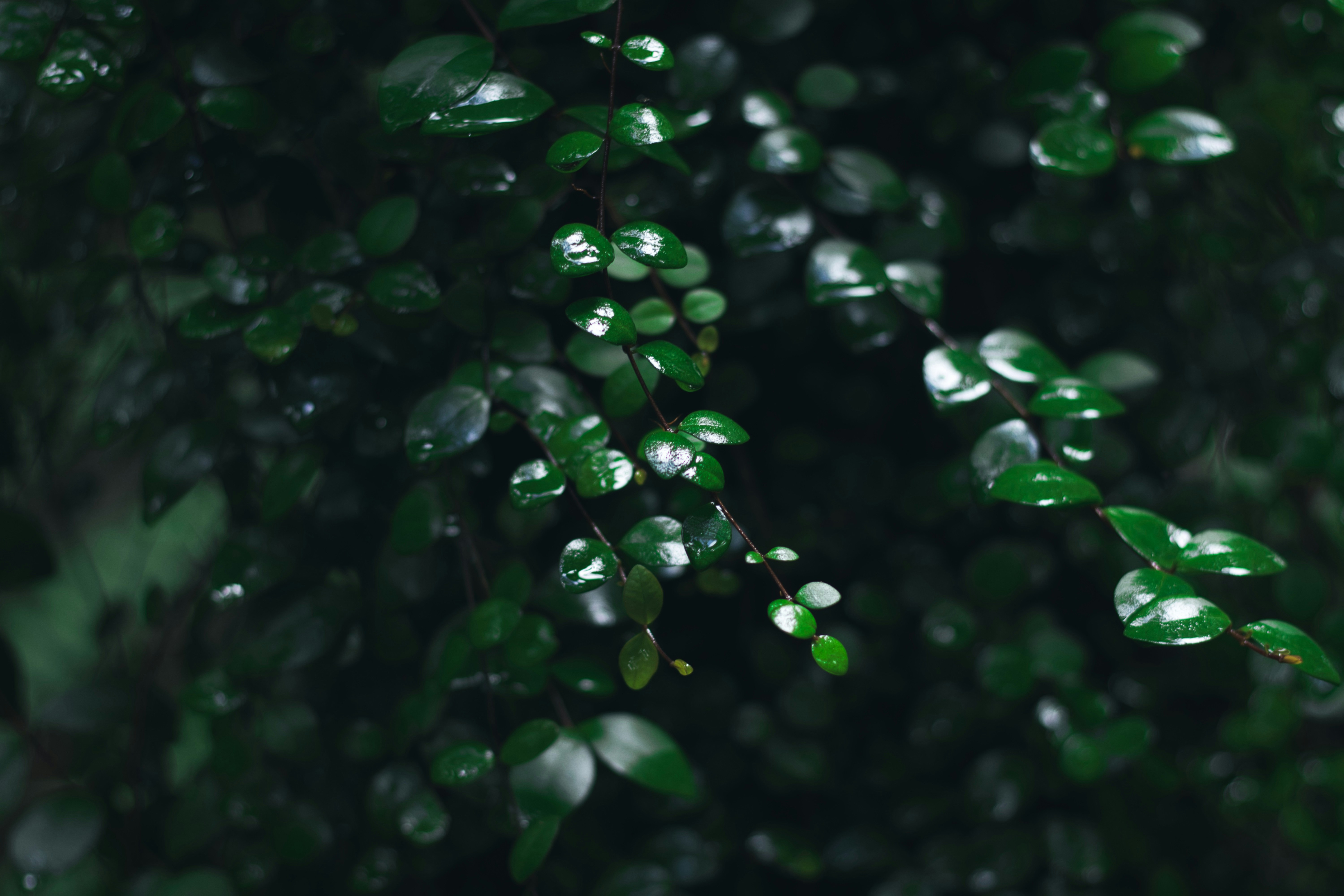 Photo by viusstudios