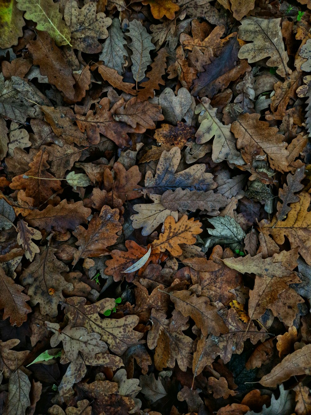 a pile of brown leaves