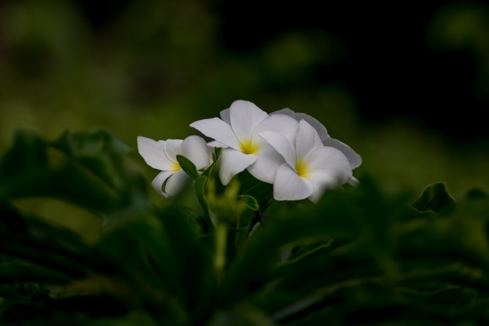 a group of white flowers