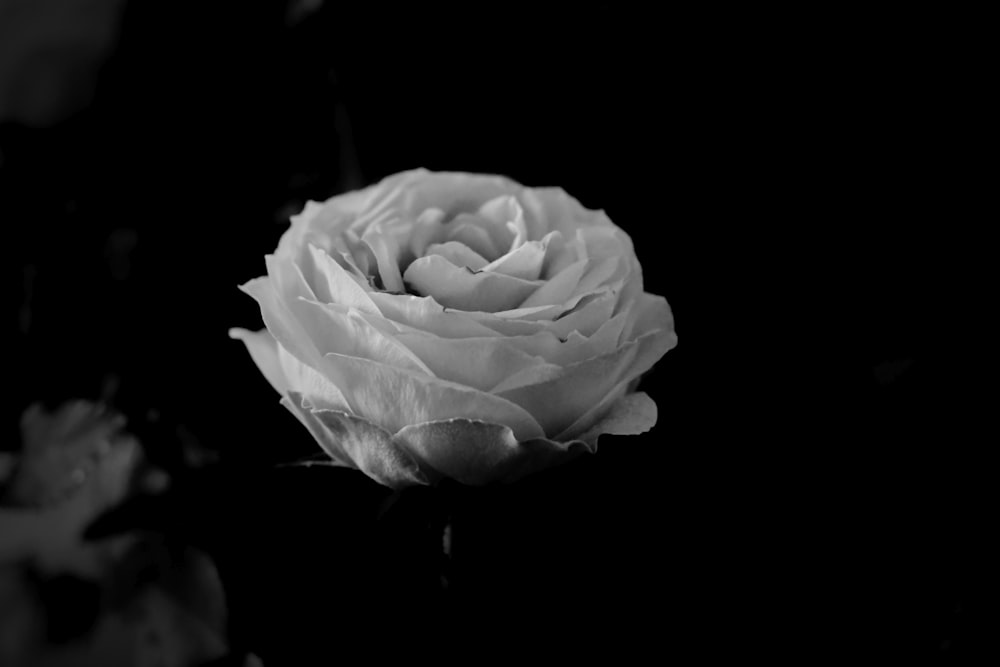 a white rose in the dark