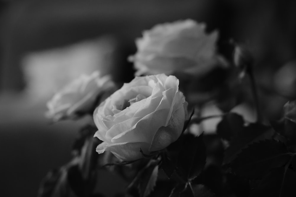 a close up of a flower