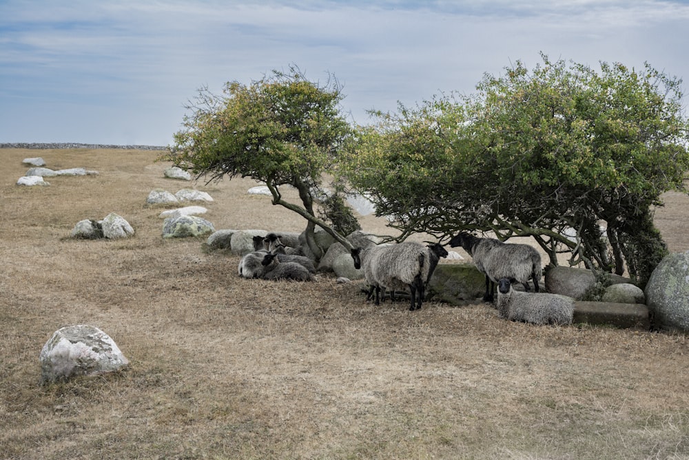 Un rebaño de ovejas en un campo