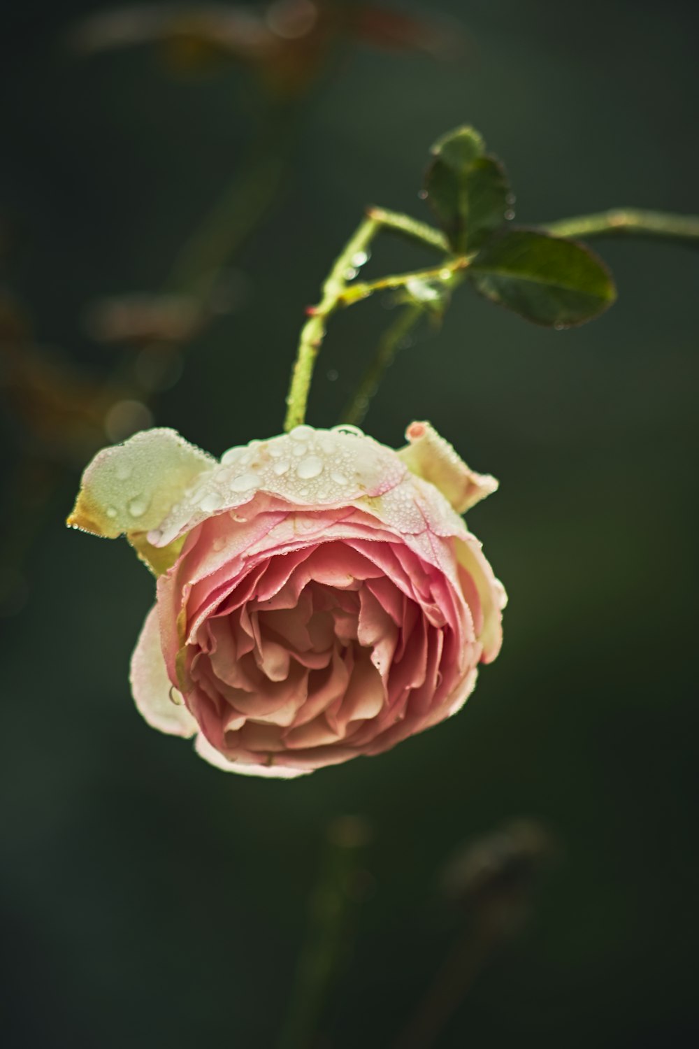 una rosa rosa con gocce d'acqua su di essa