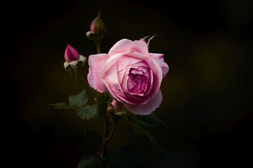 a pink rose with green leaves