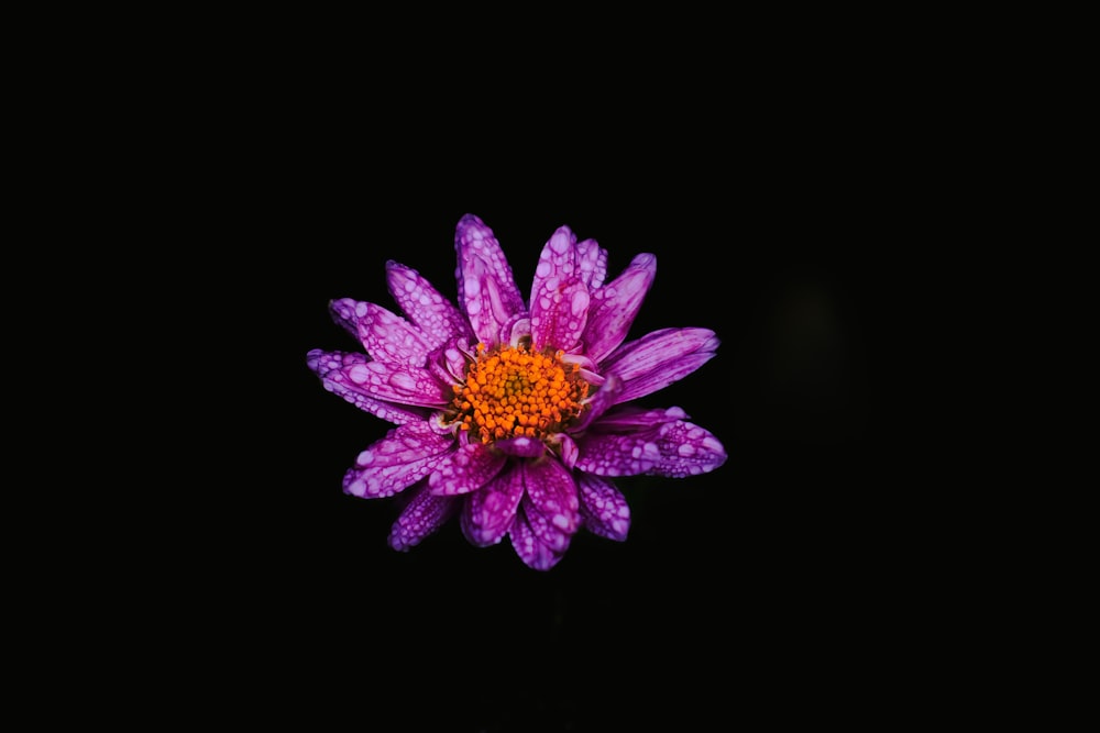 a purple flower with yellow center