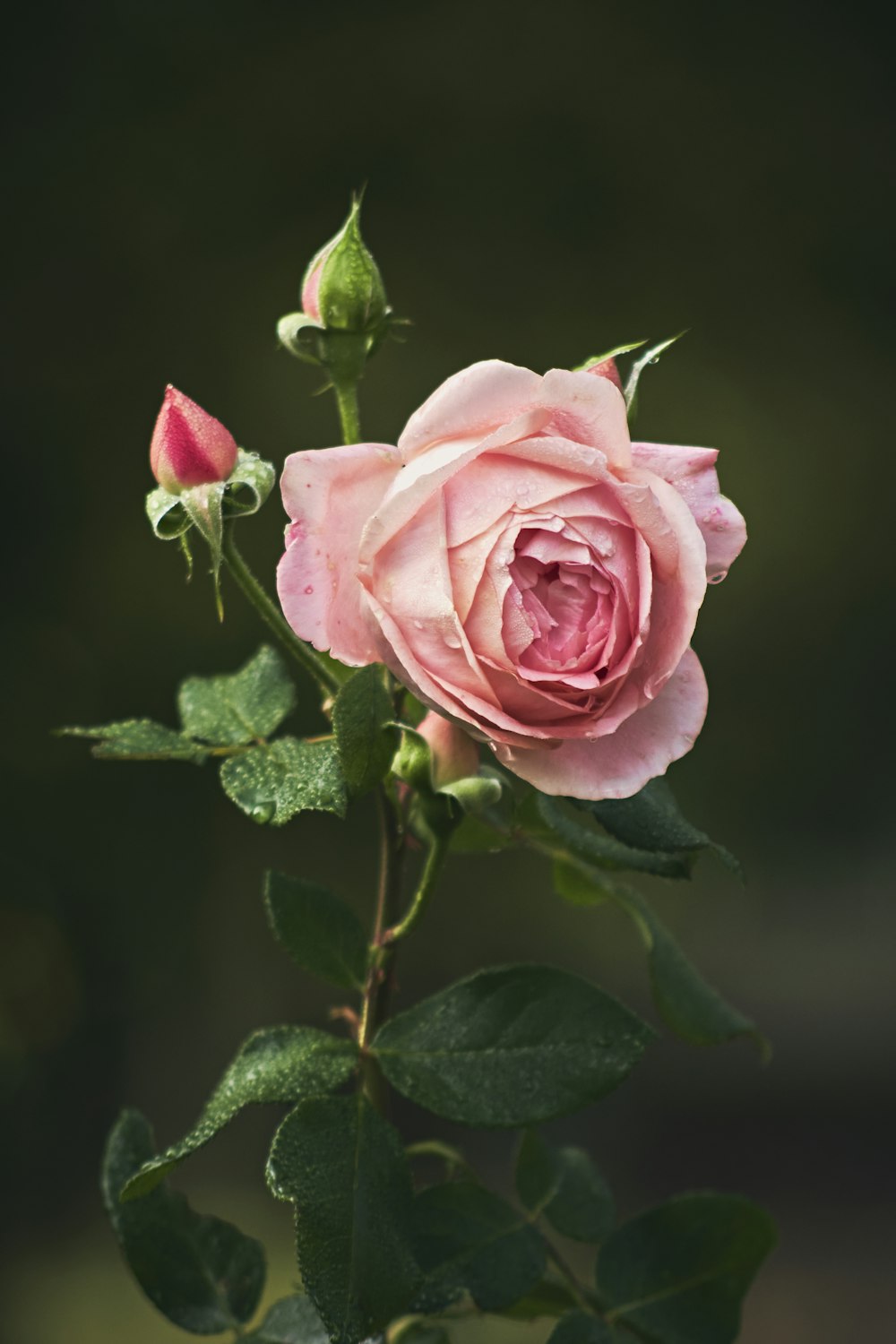 a pink rose with green leaves