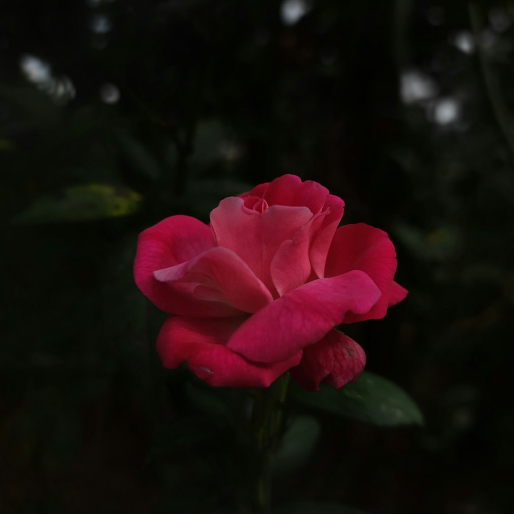 a close up of a flower