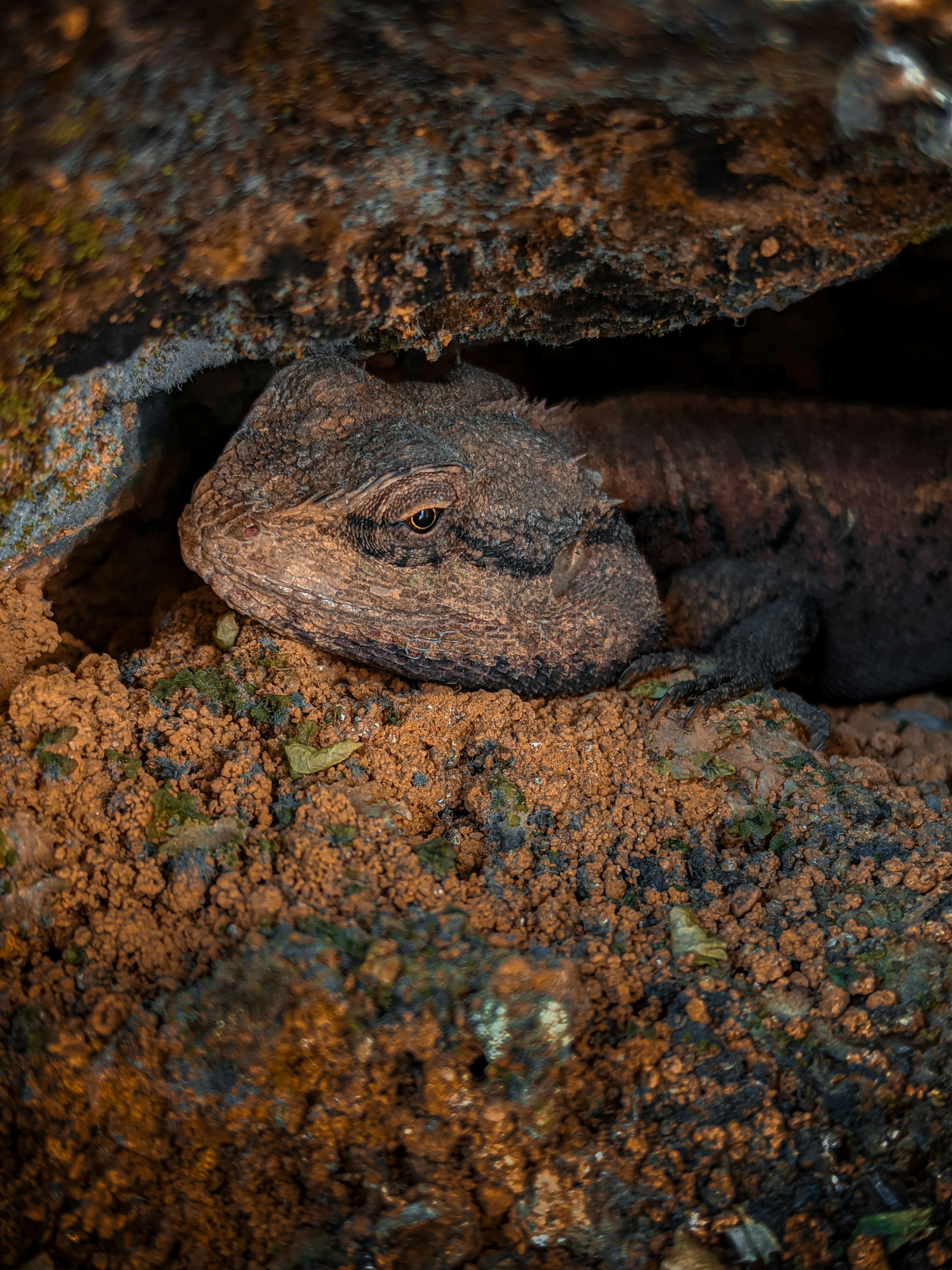 a lizard on a rock