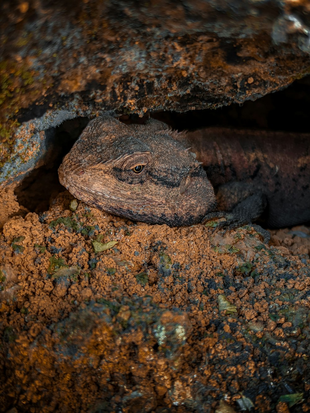 a lizard on a rock