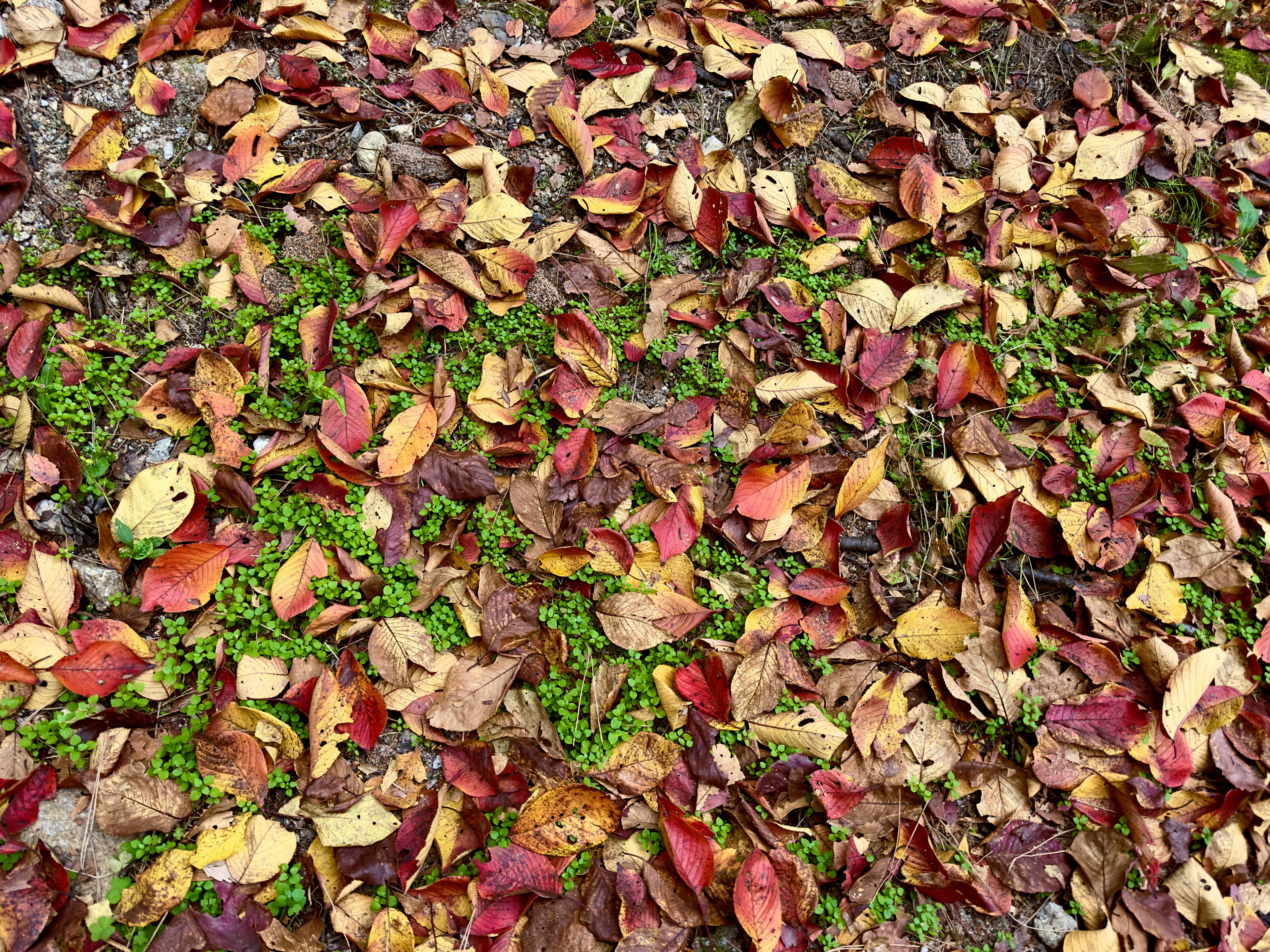 a pile of colorful leaves