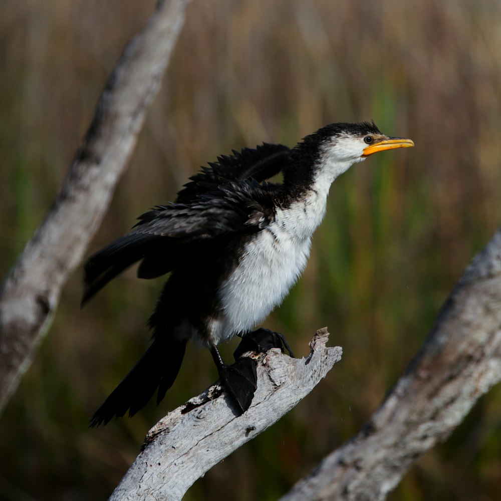 a black and white bird on a branch