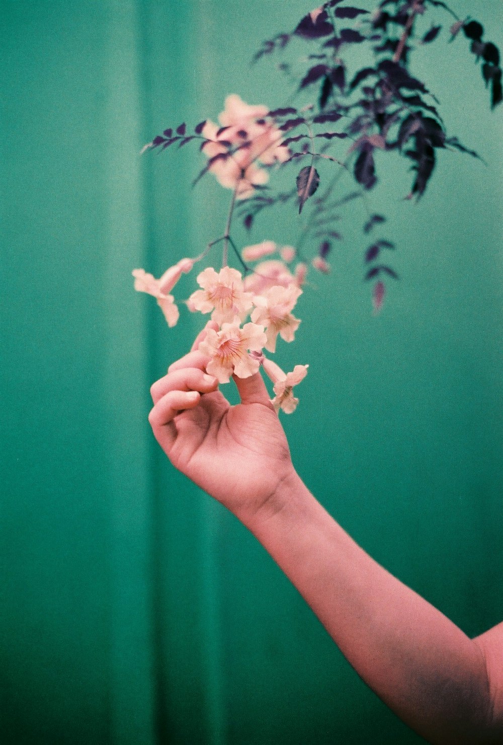 a hand holding a small pink flower