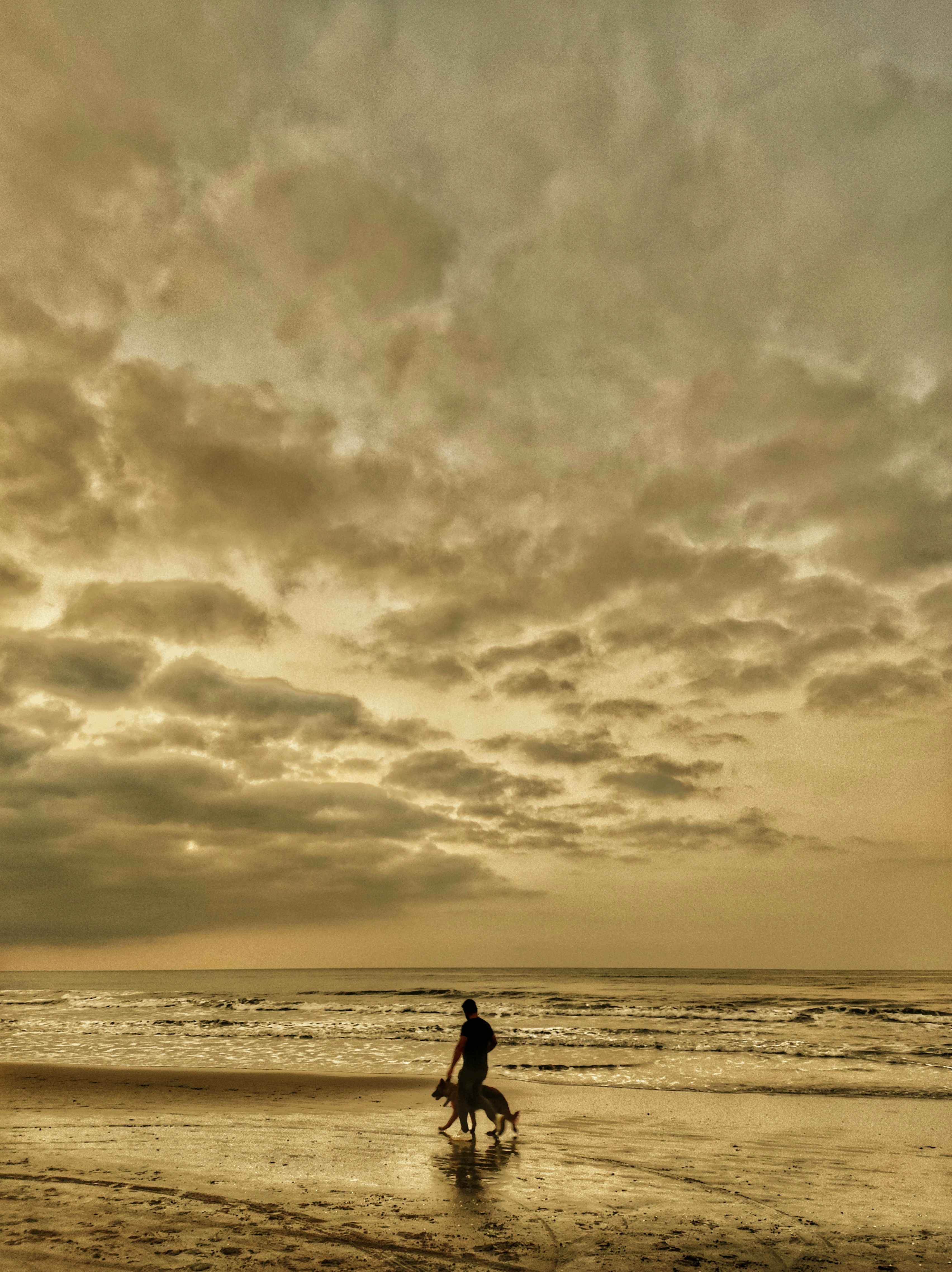 a person and a dog on a beach
