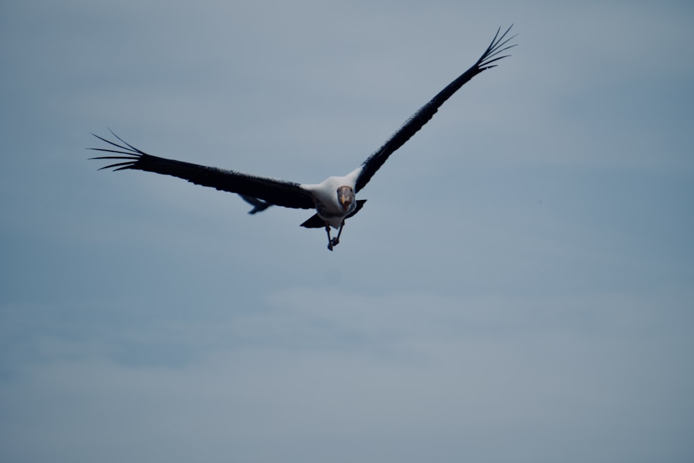 a bird flying in the sky