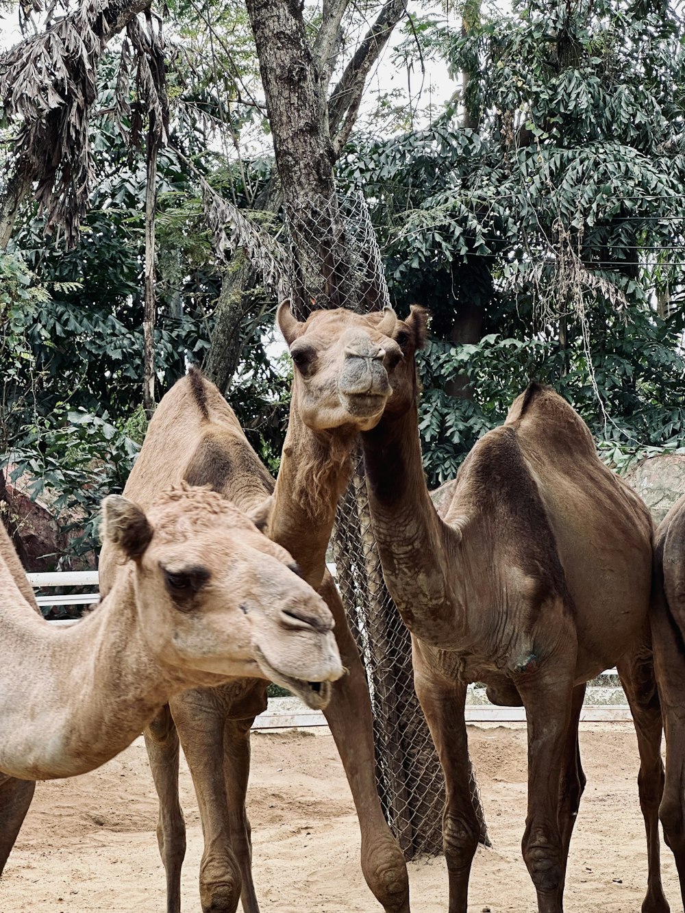 a group of camels standing in a line