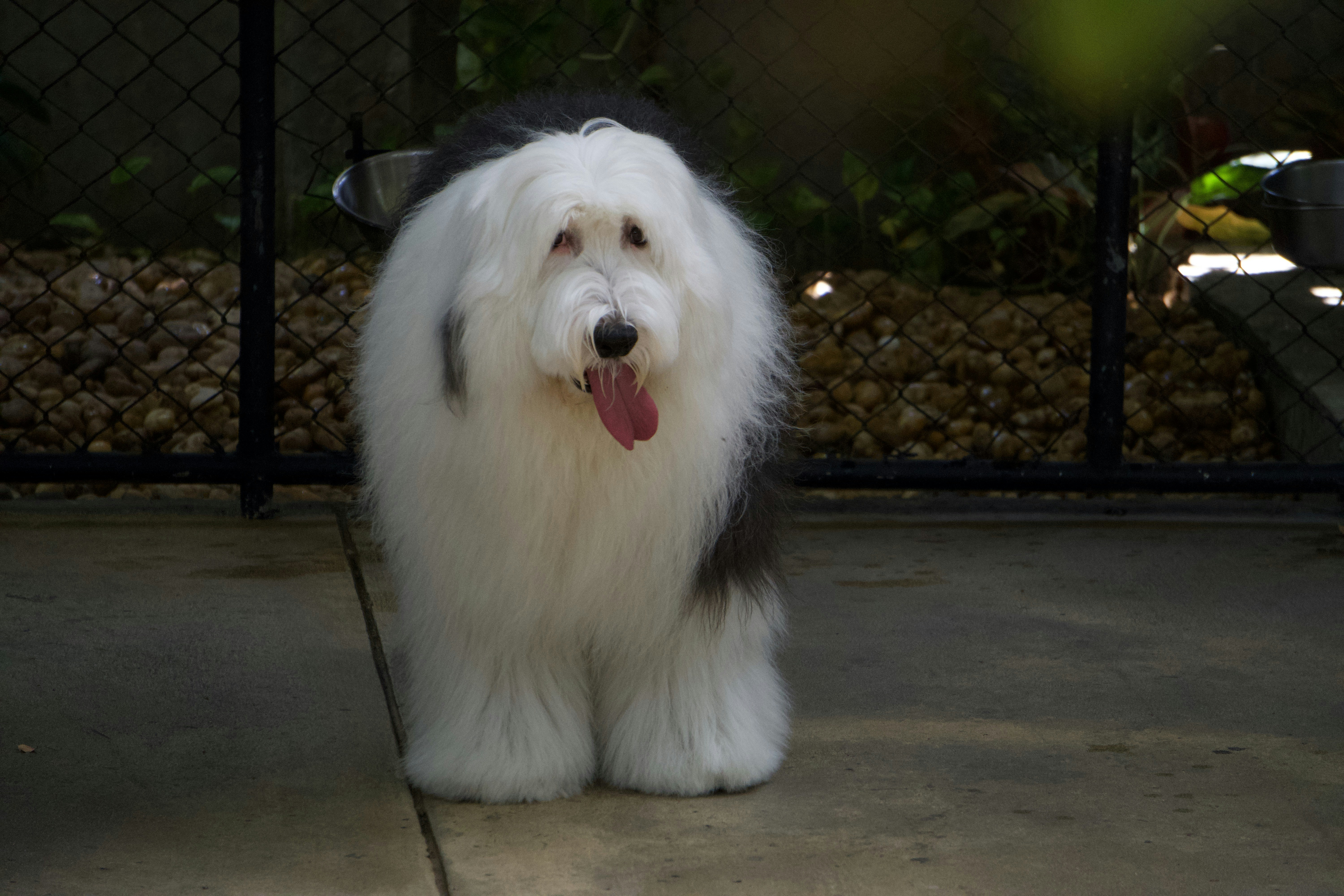 An Old English Sheepdog