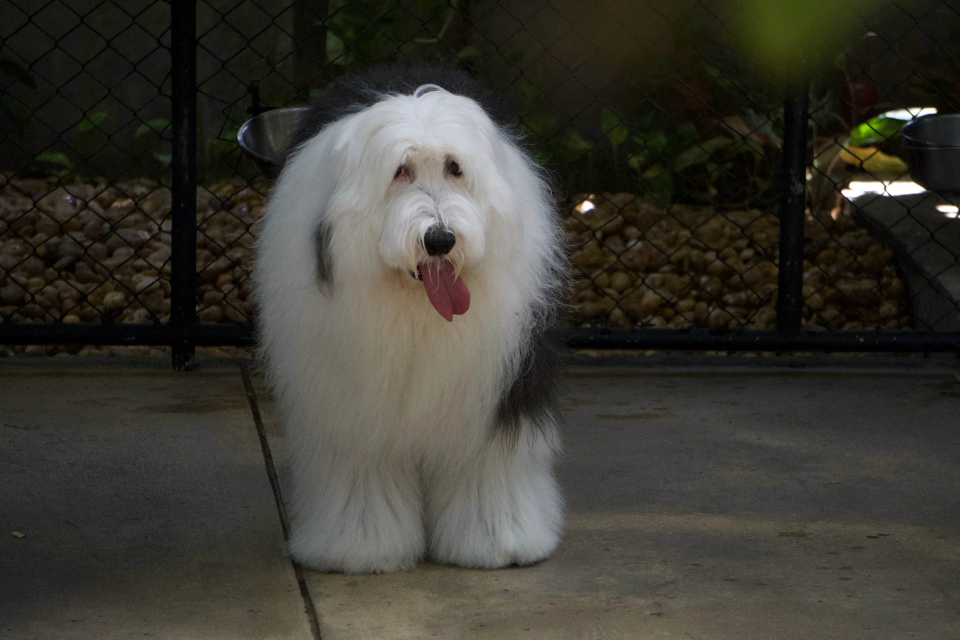 An Old English Sheepdog