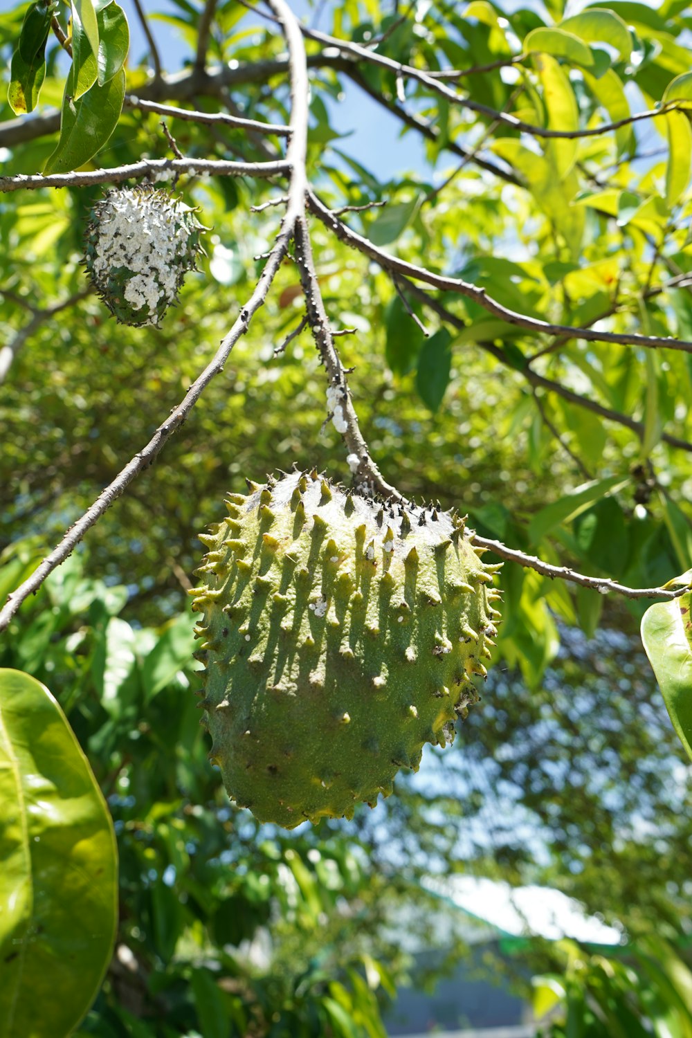 un albero con frutti da esso