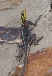 A lizard with distinctive black, yellow, and orange markings is climbing on a rough stone surface.