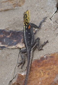 A lizard with distinctive black, yellow, and orange markings is climbing on a rough stone surface.