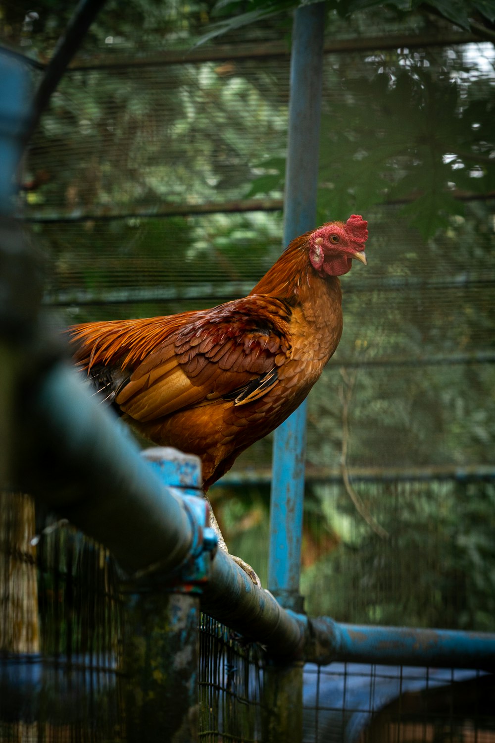 a rooster on a fence