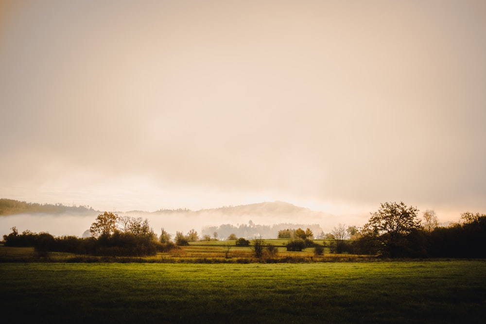 a field with trees and fog