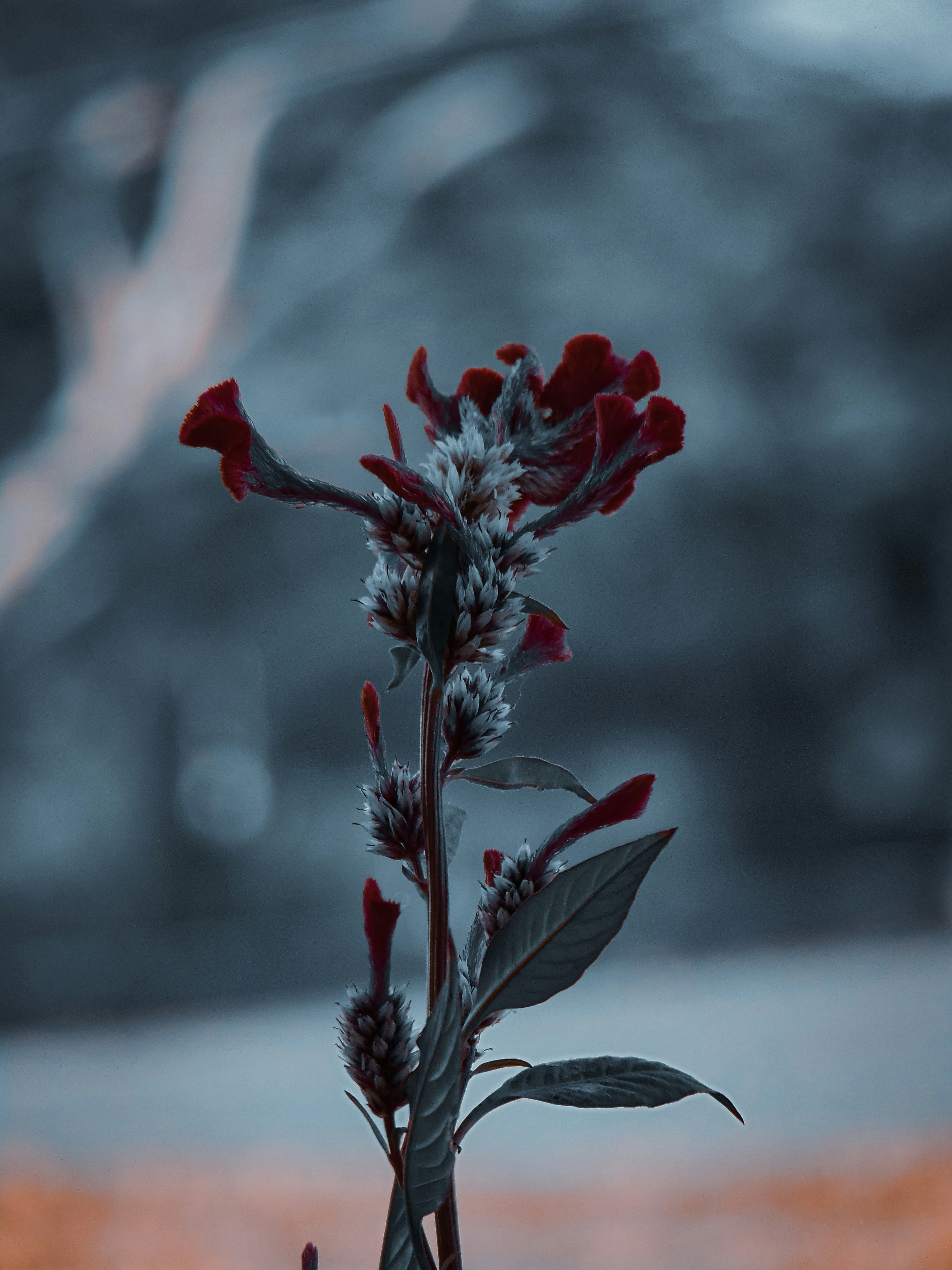 um close-up de uma flor