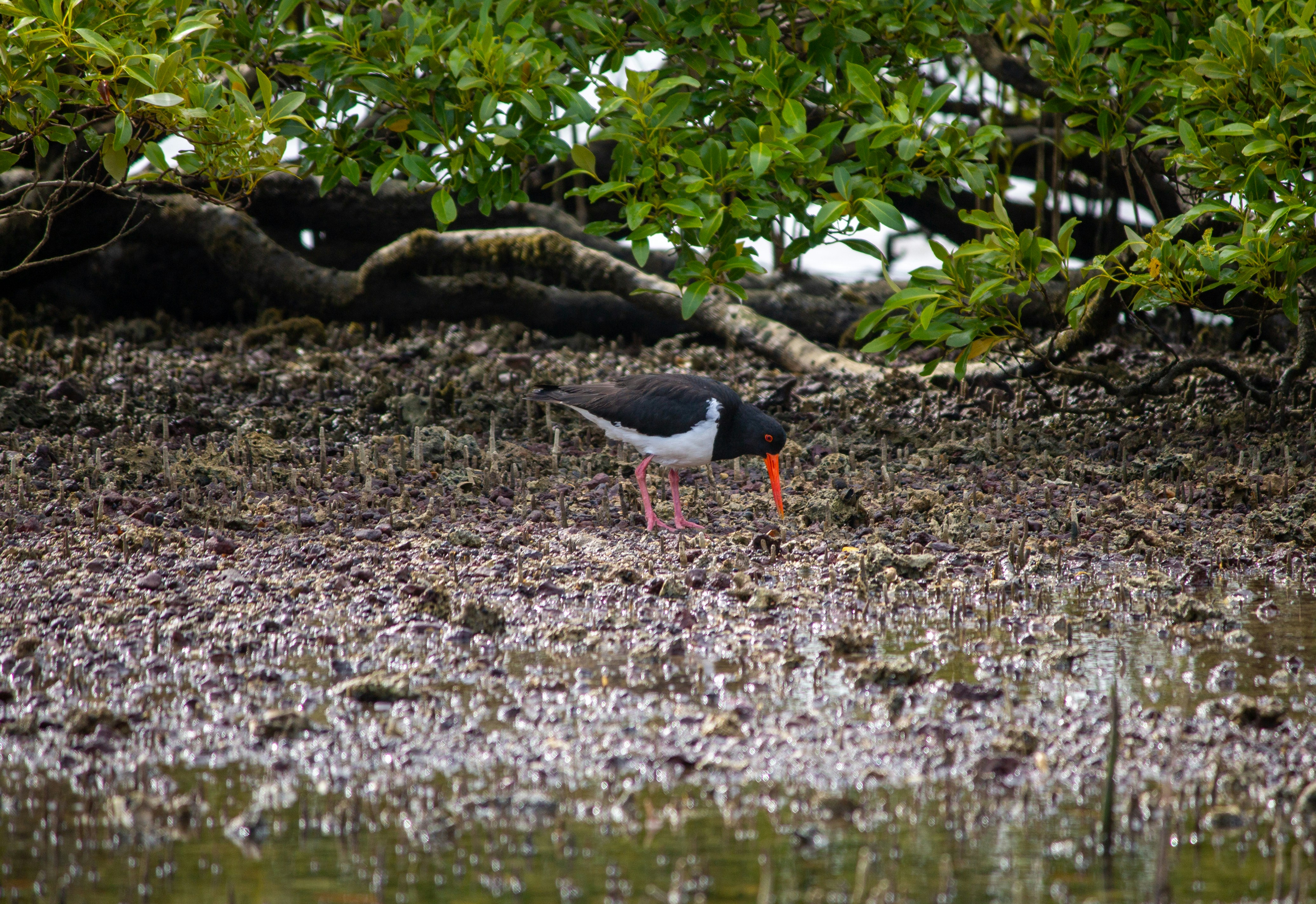 a bird standing on the ground