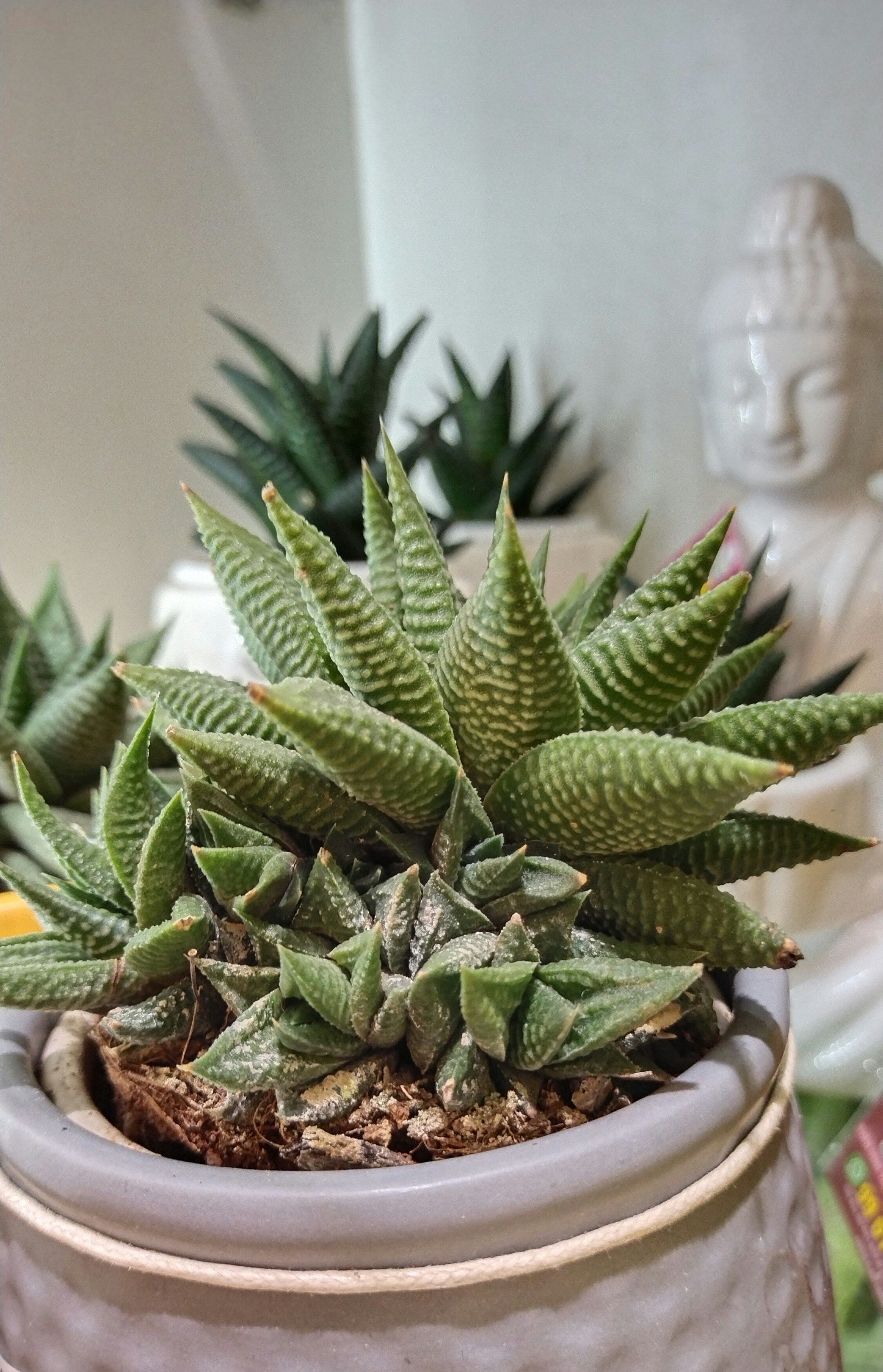 Photo by agrimas2007