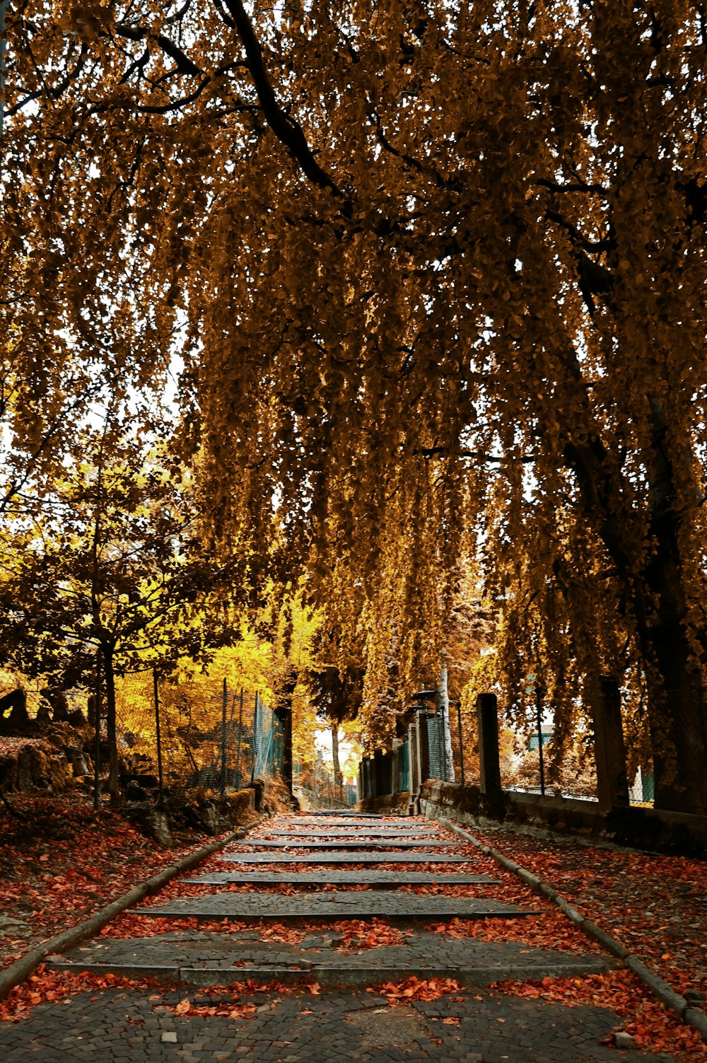 a path with trees on either side