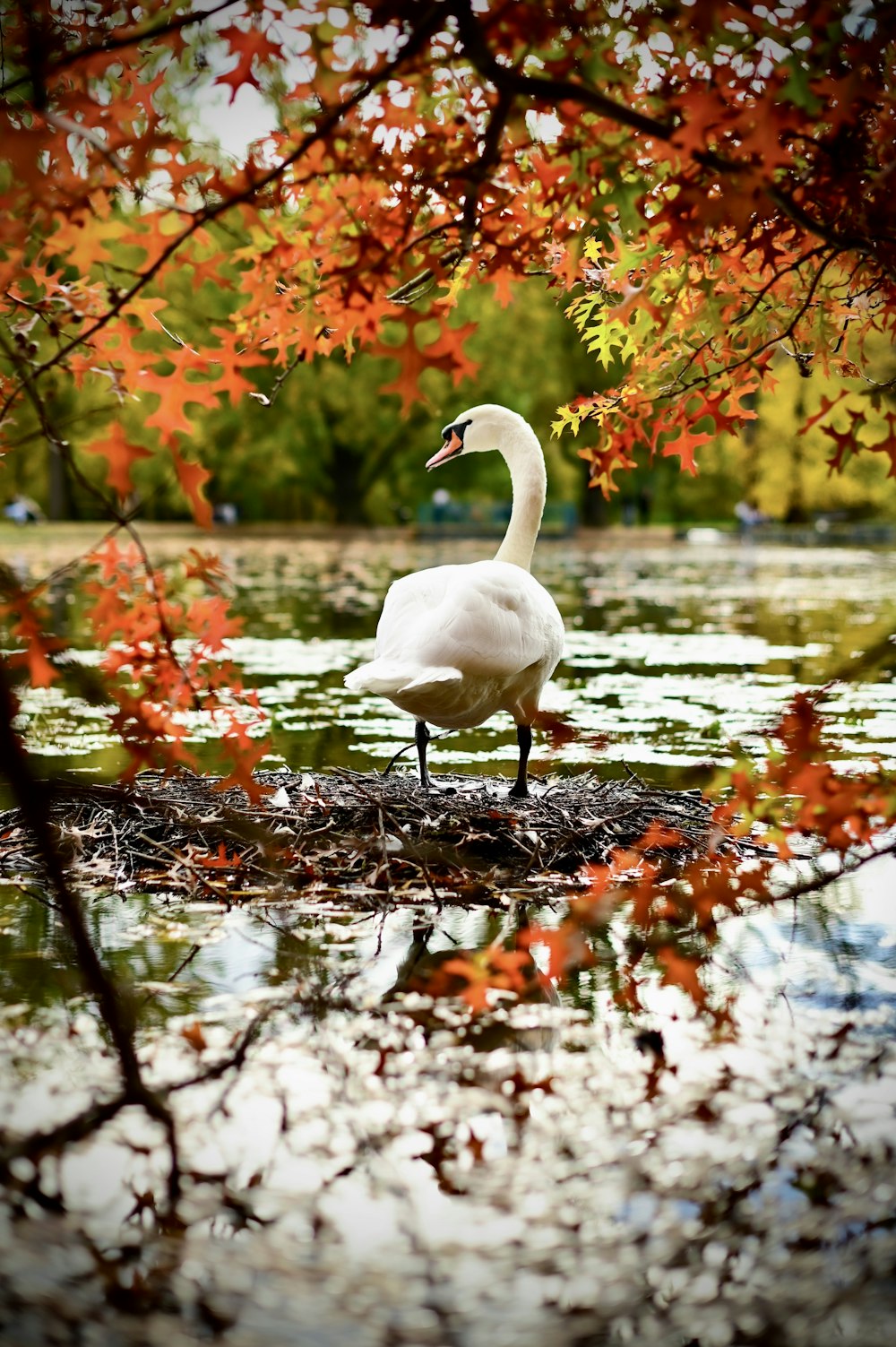 a white swan in a pond