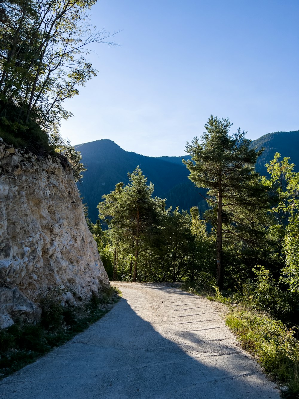 Une route arborée sur le côté