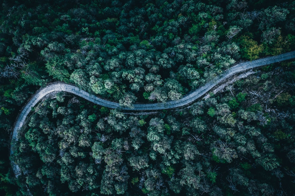 a winding road through a forest