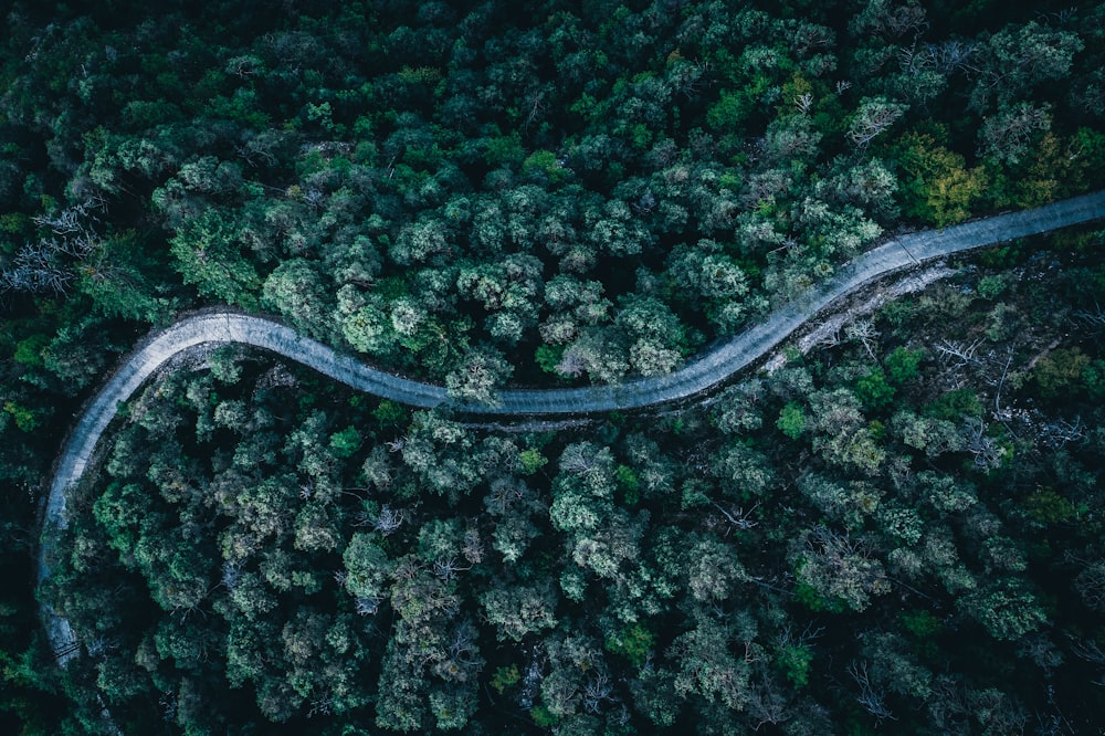 Une route sinueuse à travers une forêt